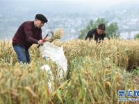  贵州大方：山区小麦获丰收
