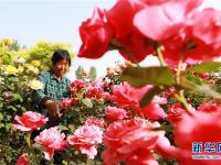  河北内丘：鲜花产业助力精准扶贫