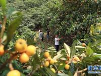  贵州毕节：枇杷熟了