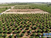  河北巨鹿：金银花种植助力农户脱贫