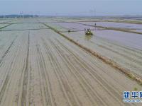 河北乐亭：初夏时节插秧忙