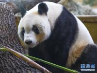  大熊猫“园园”正式亮相维也纳