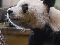  大熊猫“园园”正式亮相维也纳