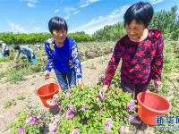  河北阜城：“鲜花经济”促增收