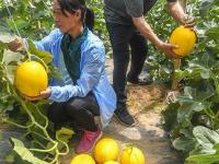  河北衡水：甜瓜飘香富农家