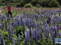  秦岭深处花正艳