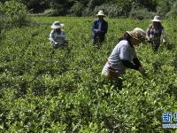  秦岭腹地小江南