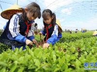  山东即墨：采茶叶 学茶艺