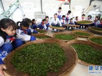  山东即墨：采茶叶 学茶艺