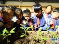  山东即墨：采茶叶 学茶艺