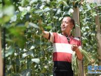  河北深州：棚室果蔬畅销