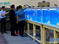  上万尾金鱼福州斗艳