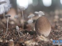  山东莘县：小蘑菇打造大产业