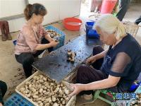  山东莘县：小蘑菇打造大产业