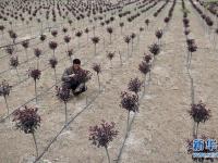  宁夏西吉：特色林草产业铺就脱贫绿色路