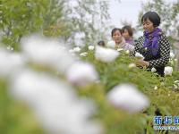  宁夏西吉：特色林草产业铺就脱贫绿色路