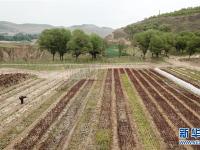  宁夏西吉：特色林草产业铺就脱贫绿色路