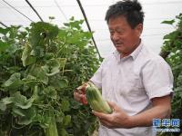  香瓜铺就致富路