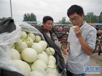  香瓜铺就致富路