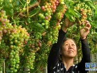  河北唐山：葡萄种植助推乡村振兴