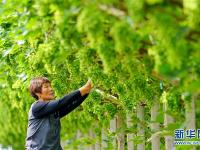  河北唐山：葡萄种植助推乡村振兴
