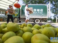  河北遵化：香白杏畅销助农增收