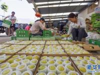  河北遵化：香白杏畅销助农增收