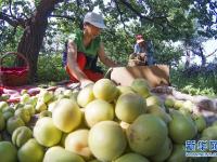  河北遵化：香白杏畅销助农增收