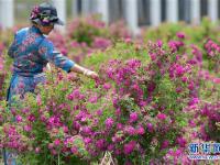  高原玫瑰芬芳四溢迎宾客