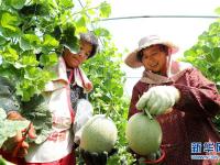  夏日瓜果收获忙