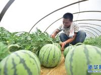  夏日瓜果收获忙