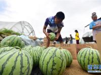  夏日瓜果收获忙