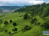  陕西关山草原：绿茵似毯惹人醉