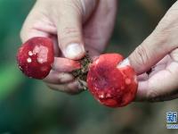  广西钦州：野生红椎菌迎来收获季