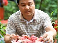  广西钦州：野生红椎菌迎来收获季