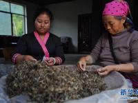 云南布朗山：茶香不怕林子深