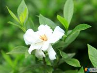 【醉美邵阳】城南公园栀子花开