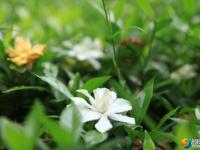 【醉美邵阳】城南公园栀子花开