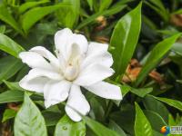 【醉美邵阳】城南公园栀子花开