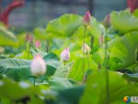 【醉美邵阳】夏日荷花别样红