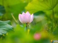 【醉美邵阳】夏日荷花别样红