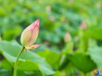 【醉美邵阳】夏日荷花别样红