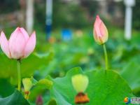 【醉美邵阳】夏日荷花别样红