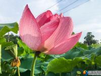 【醉美邵阳】夏日荷花别样红