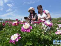  黑龙江牡丹江：芍药芬芳引游人