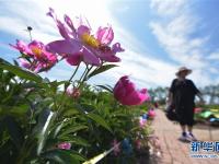  黑龙江牡丹江：芍药芬芳引游人