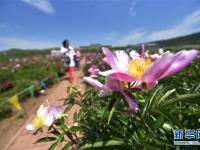  黑龙江牡丹江：芍药芬芳引游人