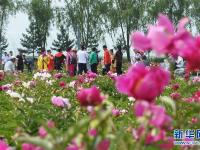  黑龙江牡丹江：芍药芬芳引游人