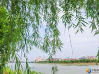 【醉美邵阳】夏至已至绿柳成荫