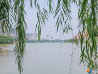 【醉美邵阳】夏至已至绿柳成荫